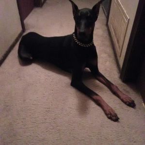 Meet your Posher, Suzette